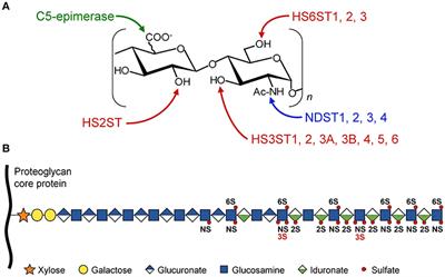 The Emerging Roles of Heparan Sulfate 3-O-Sulfotransferases in Cancer